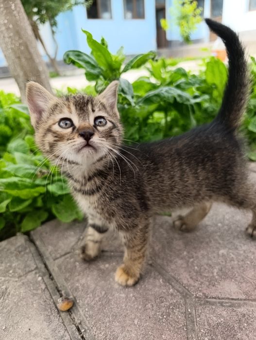 Котята бесплатно, в добрые руки.