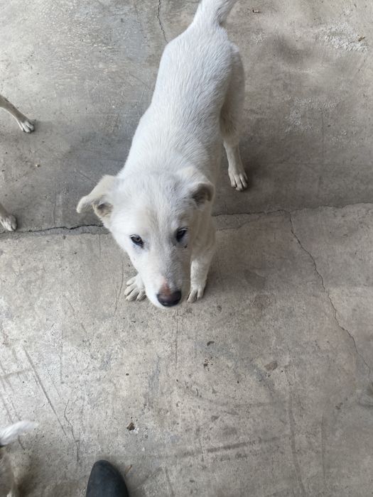 Щенок 4 месяца .