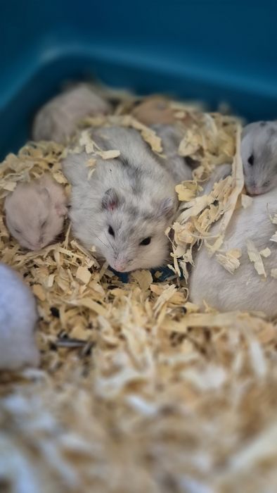 Pui de 1 luna de hamsteri pitici