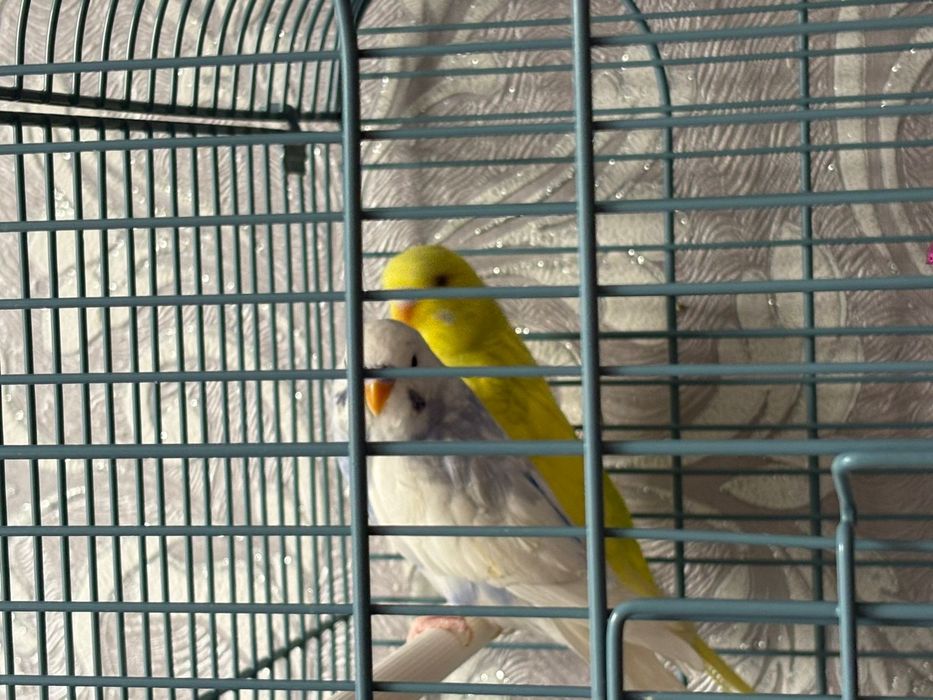 2 попугая,пара с клеткой