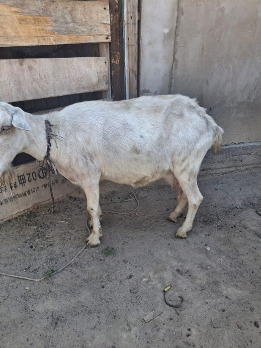 Ешкі.  сауыладын ешкі