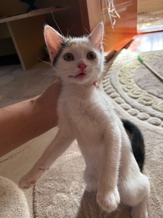Отдадим котенка в хорошие руки
