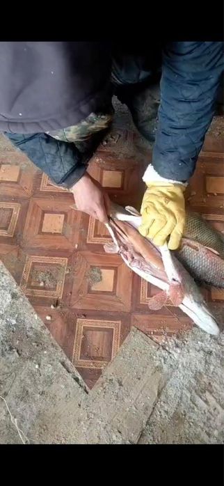 Продается свежая рыба