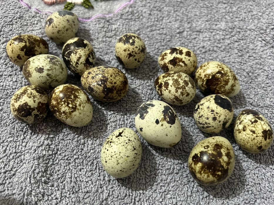 Vand oua de prepelita