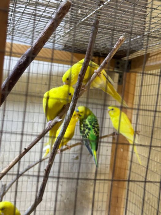 Валнысты лимон сотилади козлари кизил