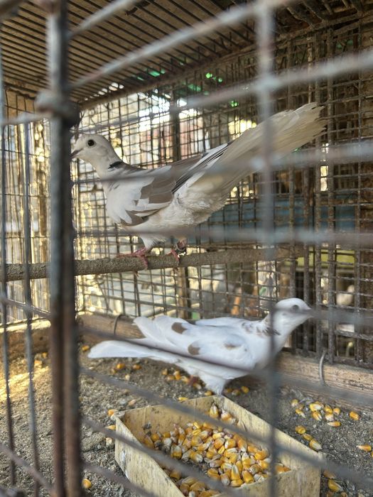 Turturici râzătoare  de vânzare