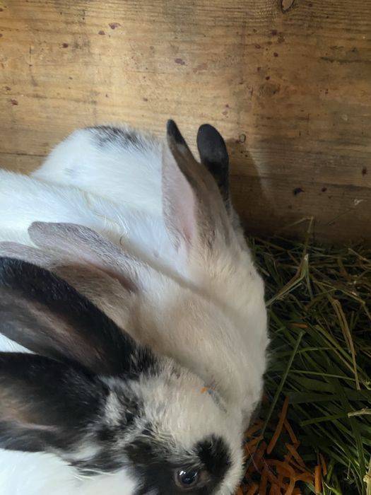 Продам крольчат микс 1месяц