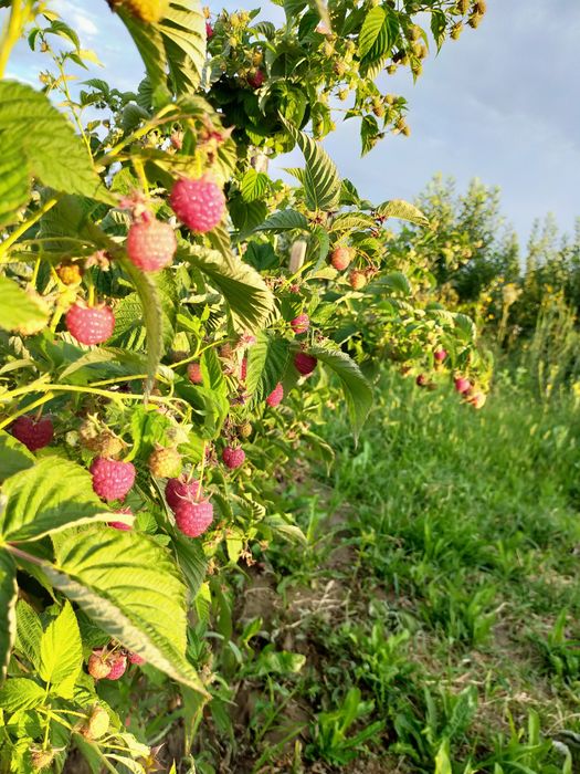 Саженцы Малины горные