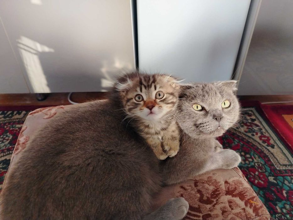 Мушукча сотилади