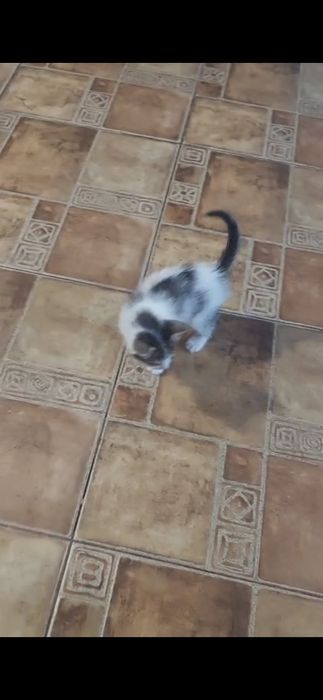 Donez pui de pisoi