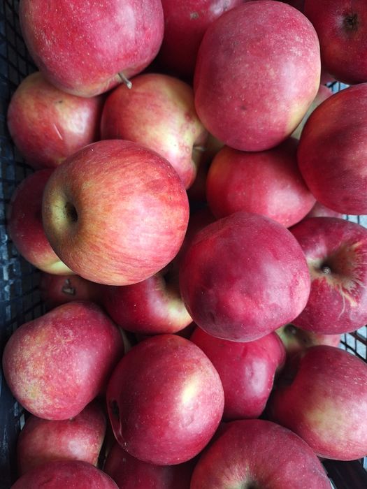 Vand mere  Florina si Idared