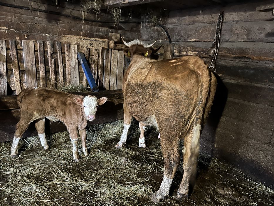 Vand junincă fătată recent cu vițel