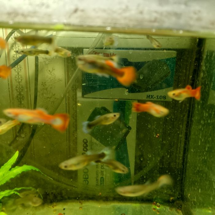 Продам гуппи  Микс