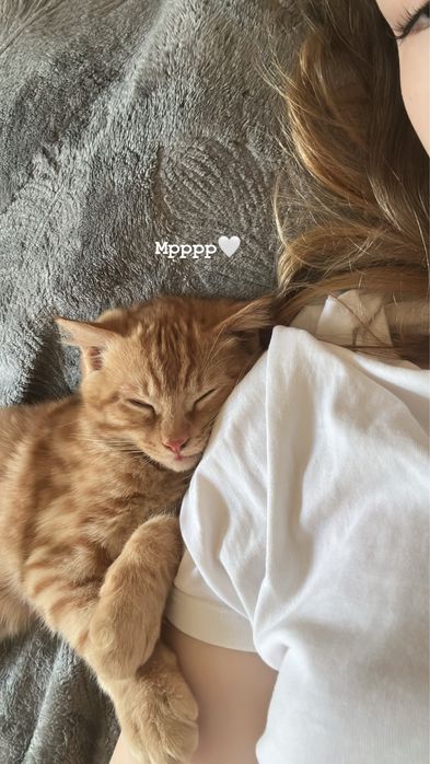 Отдам кота