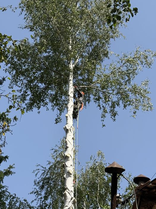 Рязане на опасни дървета в половин България / Арборист / Arborist /