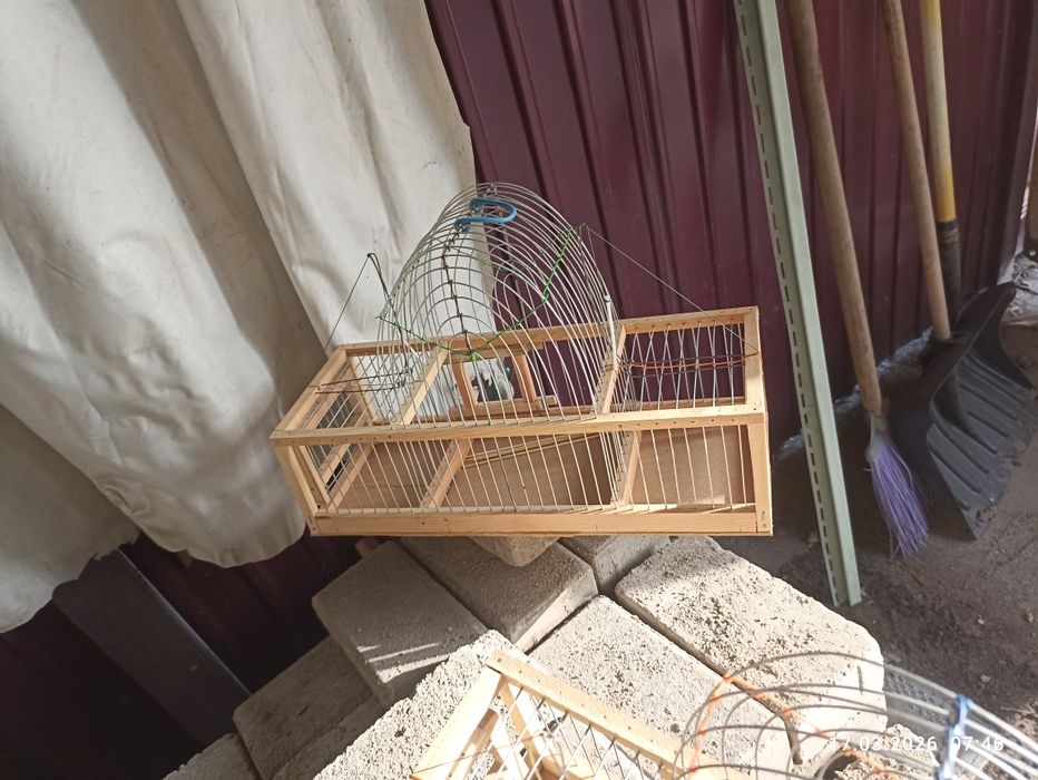 Щегол седоголовый