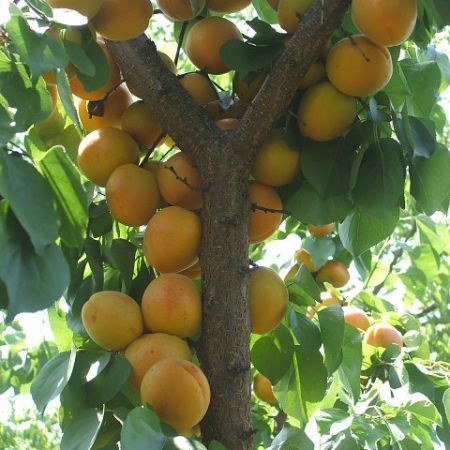 Pomi Fructiferi Străvechi Glia Strămoșească (la ghiveci Soiuri De Cais )