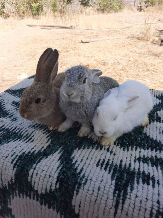 Куён купайтириб даромад килинг. Уйингизда пархез гушт бу Куён булсин.