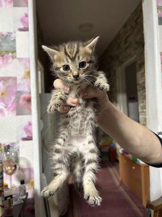 Отдам котят в добрые руки