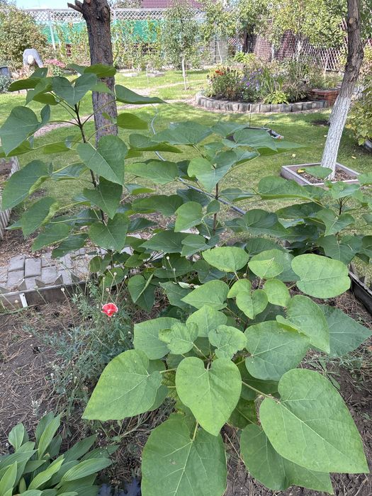 Продам саженцы дерева Катальпа