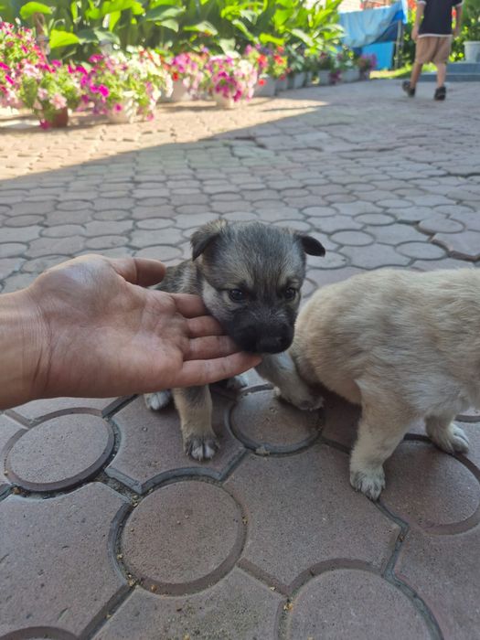 Продам щенков хаски