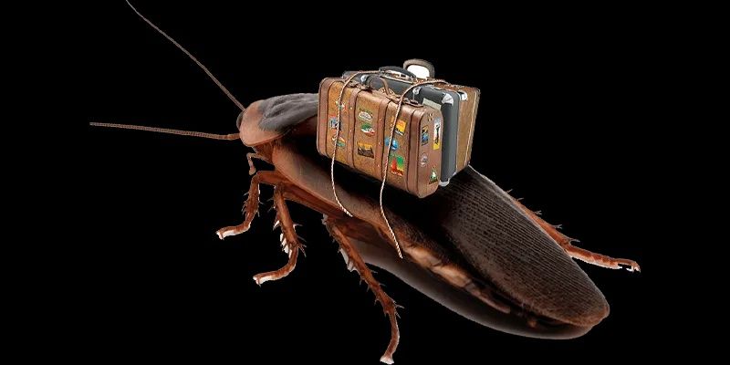 Dezinfeksiya xizmati barcha turdagi xashiratlarga qarshi.