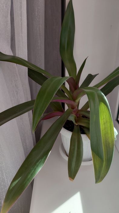 Цветый комнатный 2500