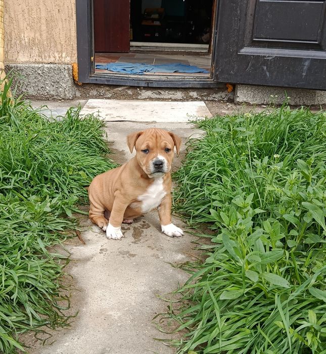 Продам щенка в хорошие руки