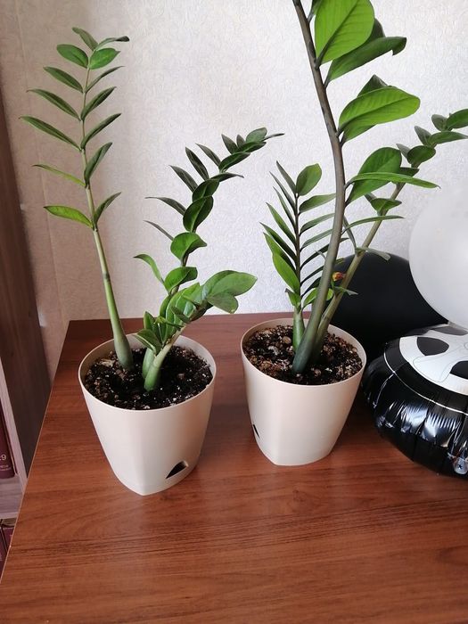 Продам цветы комнатные