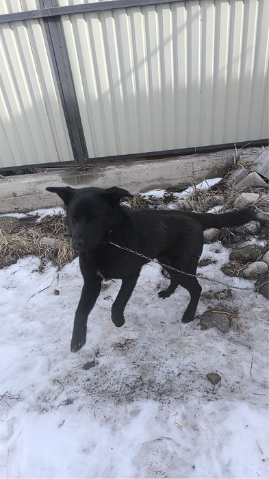 Лабрадор чистокровный 4 месяца