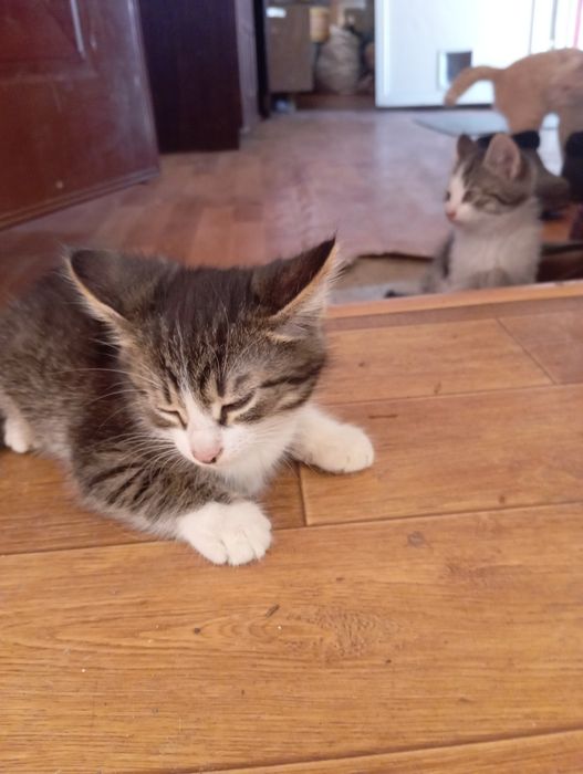 Котята Прикольные .