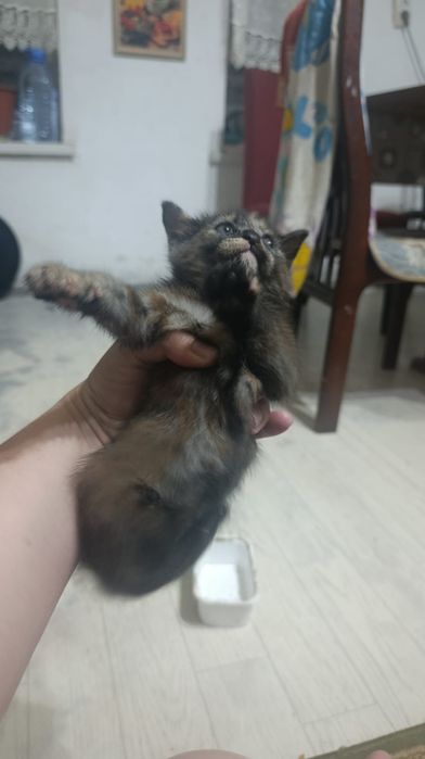 Котята в хорошие руки