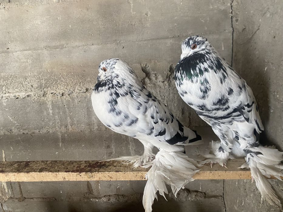 Schimb sau vand pereche gusati