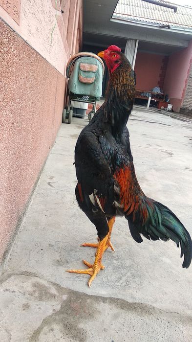 Dakang kechki jo'ja xo'roz