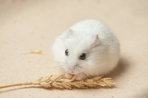 Hamster pitic alb