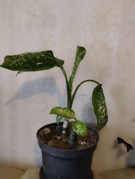 Дефинбахия за 1500 т .