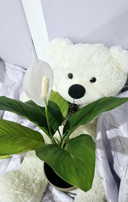 Продам Спатифилиум