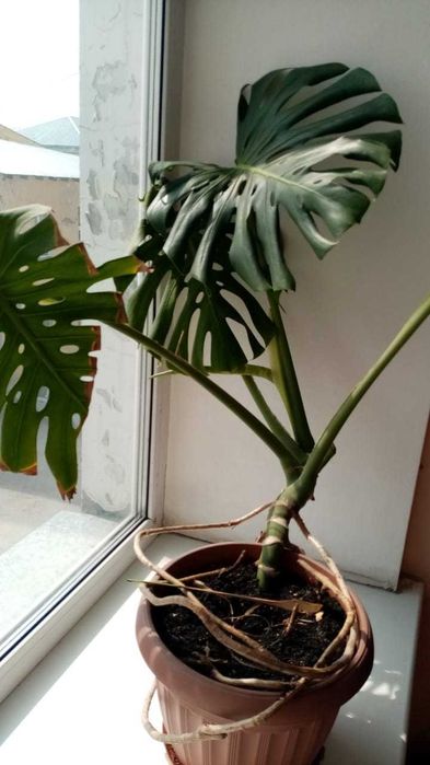 Продаются комнатные цветы