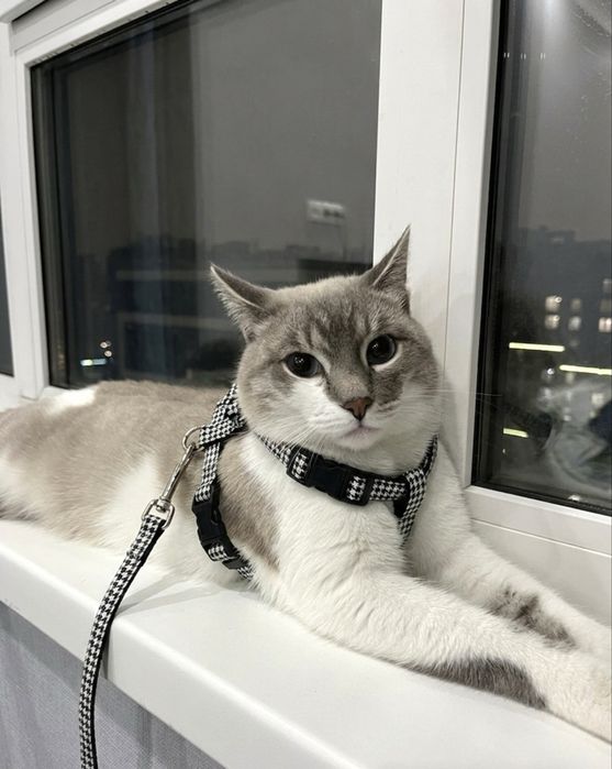 Продаю вещи кота