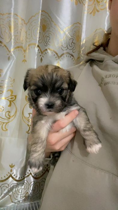 Bichon havanez talie mica