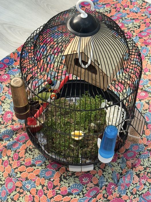 Гульда амадин пара