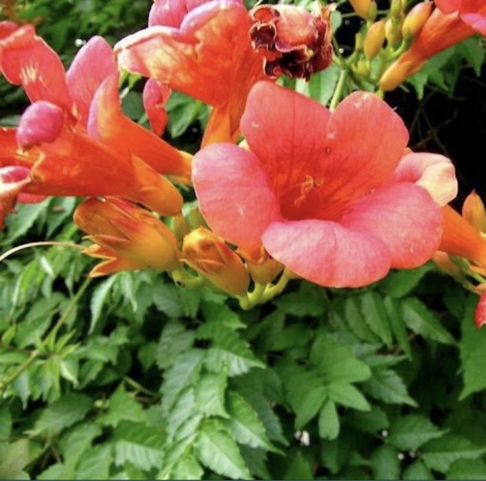 Девичий виноград,текома,кампсис,гортензия,вейгела,вечнозел.плющ,лиана