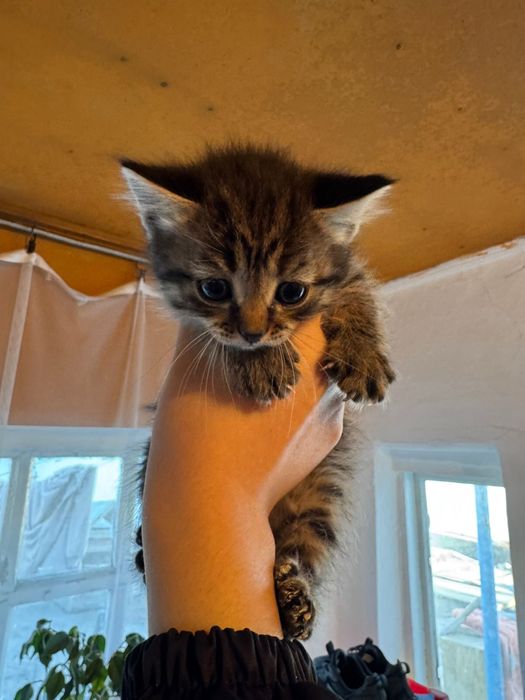 Продам котят в хорошие руки