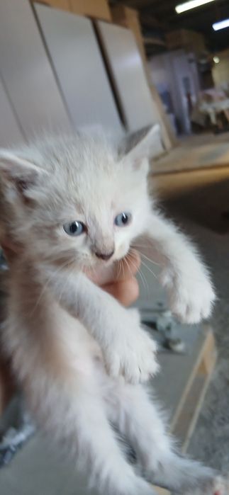 Одам котят в добрые руки
