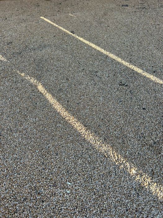 Grâu de vânzare fără gărgărițe