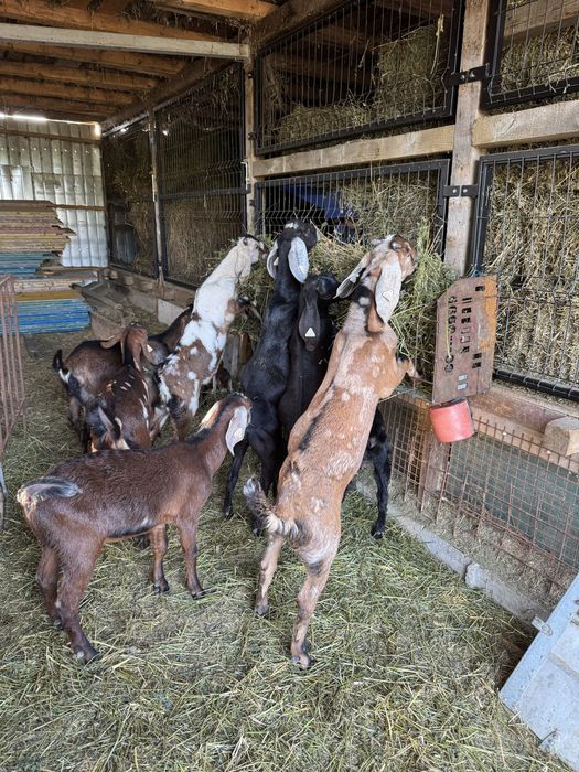 Capre si iede anglonubian cu pedegree