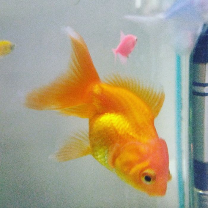 Фильтр аквариумный