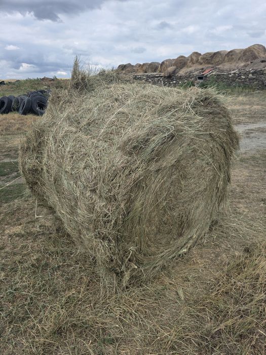 Сено в рулонах для скота