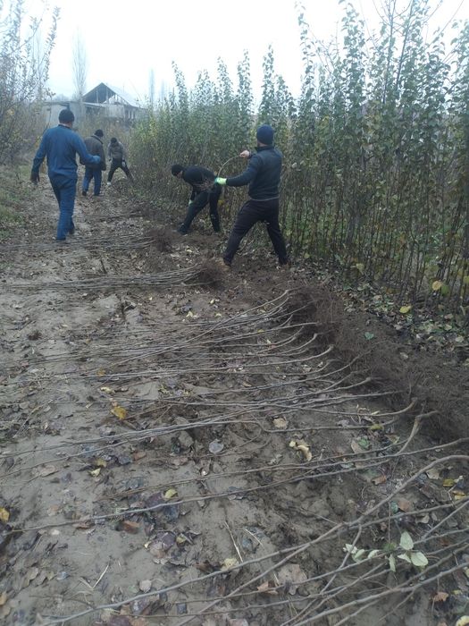 Мевали дарахтлар кучатлари