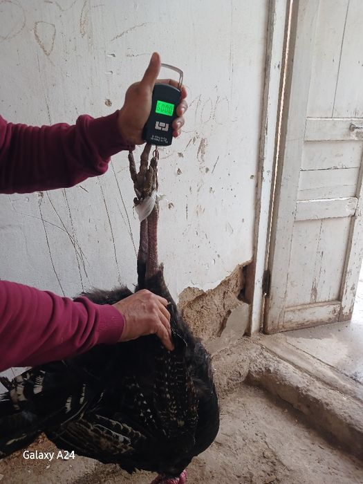 Еркак курка сотилади